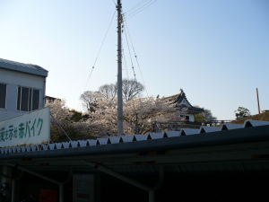 大洲郵便局裏の桜